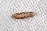Scrobipalpa ocellatella