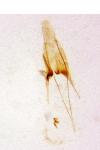 Scrobipalpa ocellatella