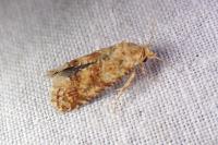 Aethes margarotana
