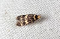 Oegoconia