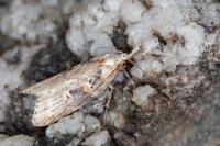 Anchinia daphnella