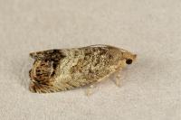 Cydia splendana