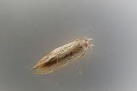 Mompha ochraceella