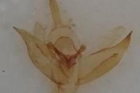 Mompha ochraceella
