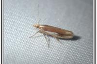 Ypsolopha parenthesella