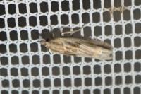 Eucosma cana