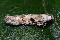 Caryocolum blandellum