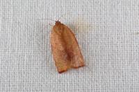 Cacoecimorpha pronubana