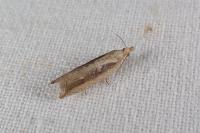 Bactra
