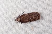 Depressaria albipunctella