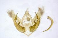 Depressaria albipunctella