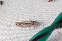 Ornativalva plutelliformis