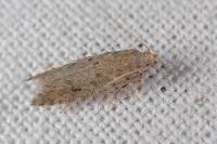 Scrobipalpa