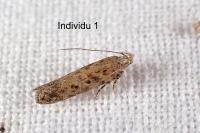 Scrobipalpa salinella
