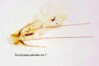 Scrobipalpa salinella