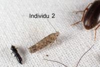Scrobipalpa salinella
