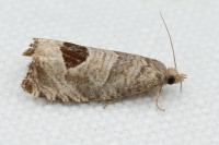 Notocelia uddmanniana