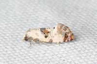 Neocochylis hybridella