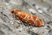 Rhyacionia pinicolana