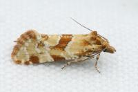 Aethes hartmanniana