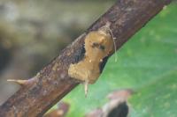 Acleris laterana