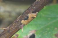 Acleris laterana