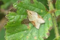 Acleris laterana