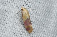 Diceratura ostrinana