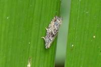Epinotia nisella/cinereana