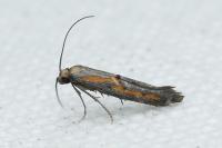 Ochromolopis ictella