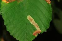Cameraria ohridella