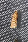 Lozotaeniodes formosana