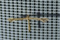 Amblyptilia
