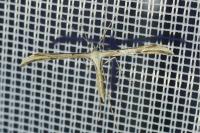 Emmelina monodactyla