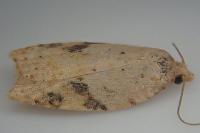 Acleris ferrugana