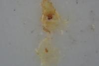 Acleris ferrugana