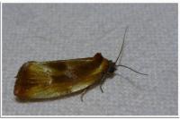 Eulia ministrana