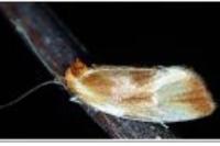 Eulia ministrana