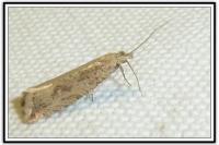 Bactra lancealana