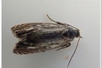 Dichrorampha aeratana