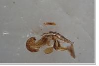 Dichrorampha aeratana