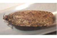 Agonopterix ciliella