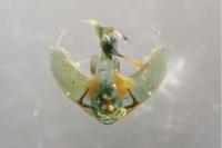 Agonopterix ciliella