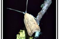 Dichomeris limosella