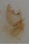 Bryotropha basaltinella
