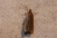 Helcystogramma