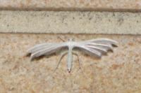 Pterophorus pentadactylus