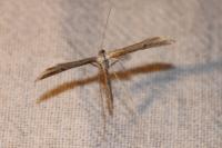Emmelina monodactyla