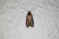Semioscopis steinkellneriana