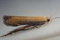 Monochroa cytisella
